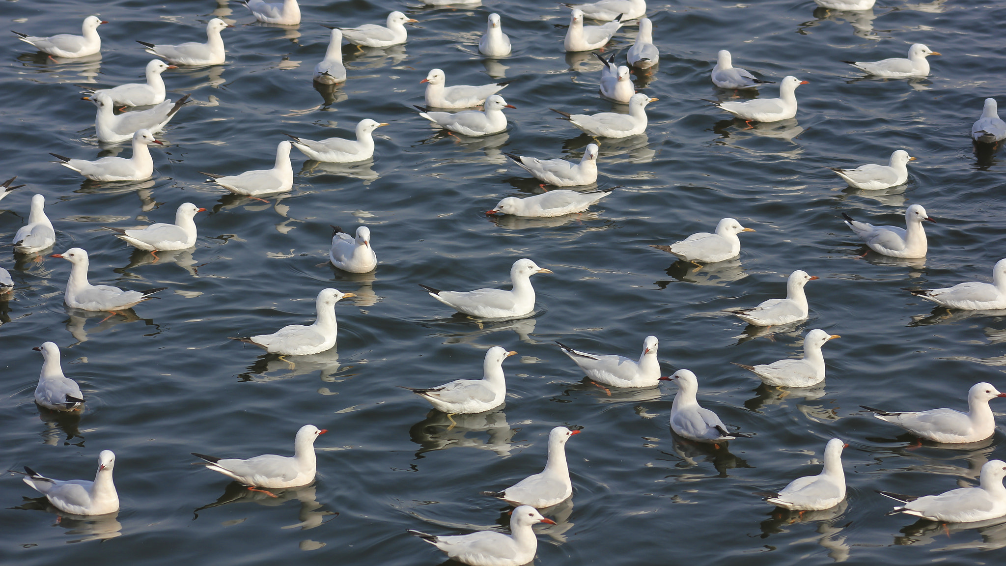 Canon EF 75-300mm f/4-5.6 USM sample photo. Gulls photography
