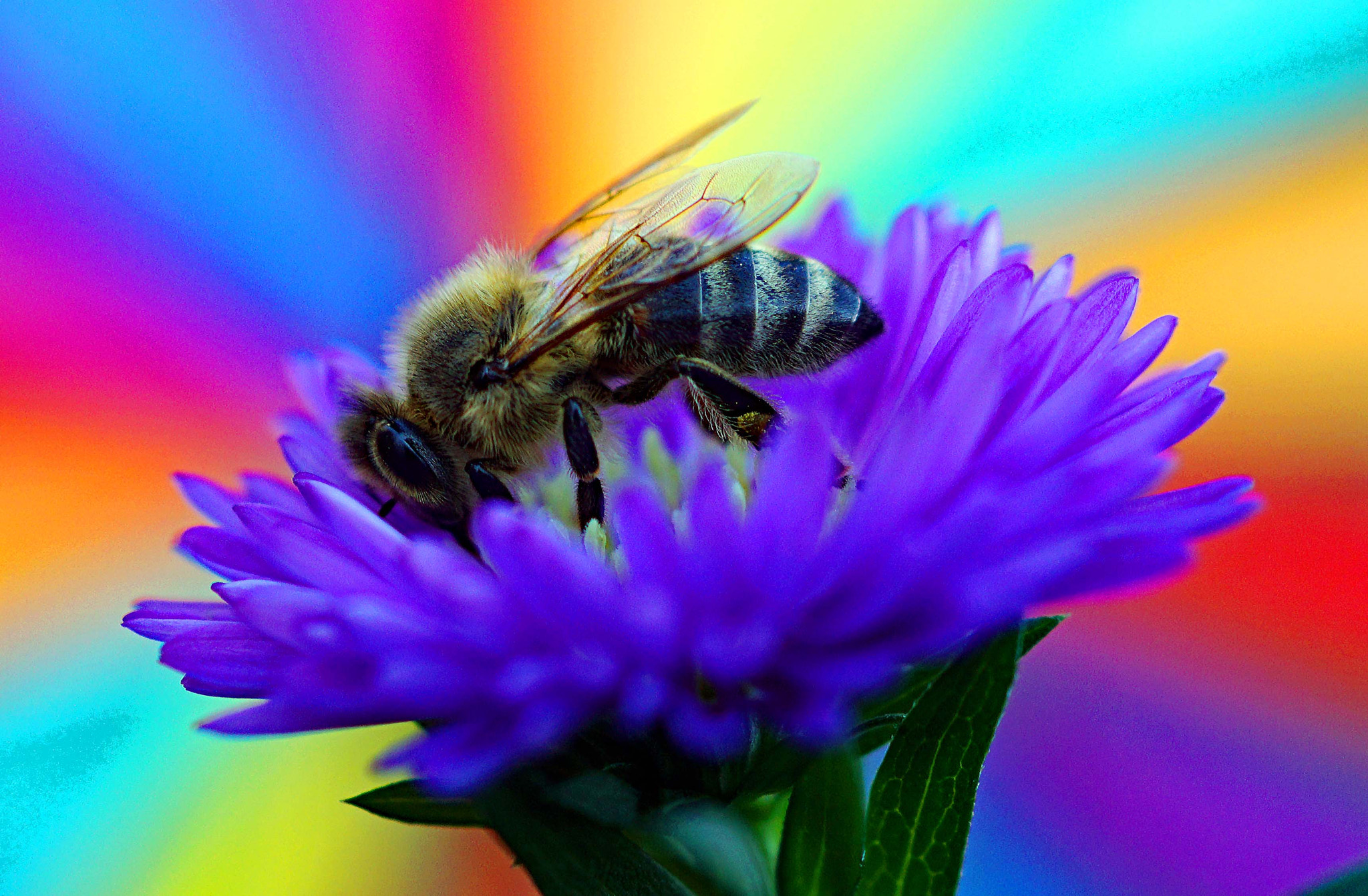 Sony DT 30mm F2.8 Macro SAM sample photo. The colors of summer photography