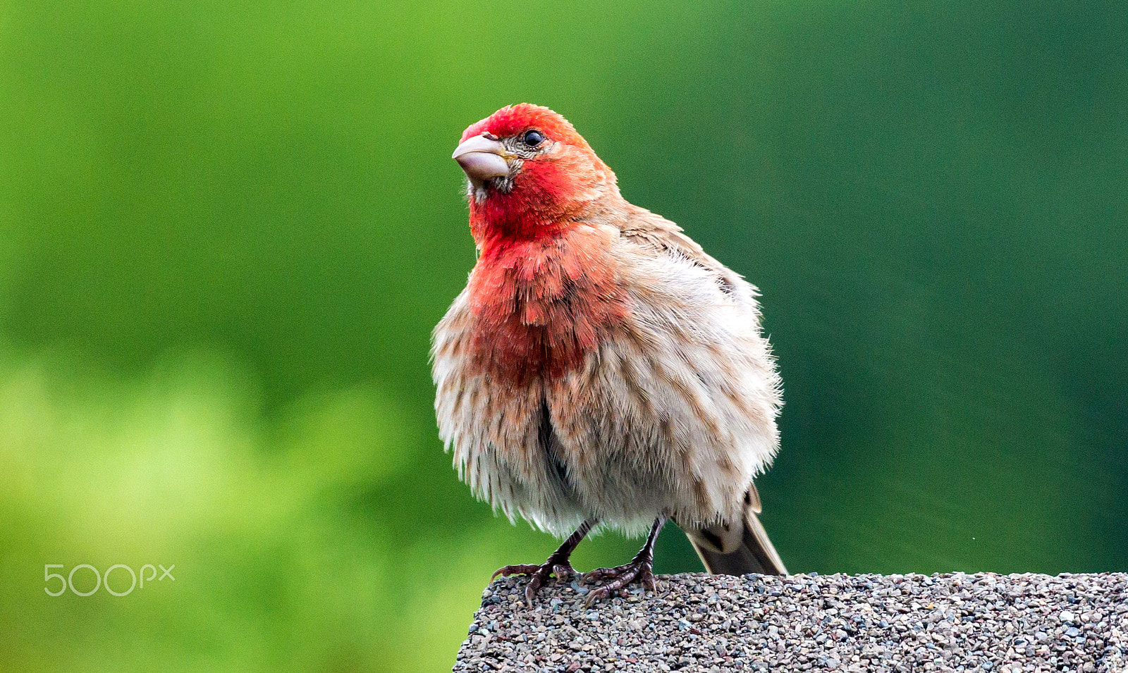 Canon EOS 60D + Canon EF 100-400mm F4.5-5.6L IS II USM sample photo. Purple finch at my backyard photography