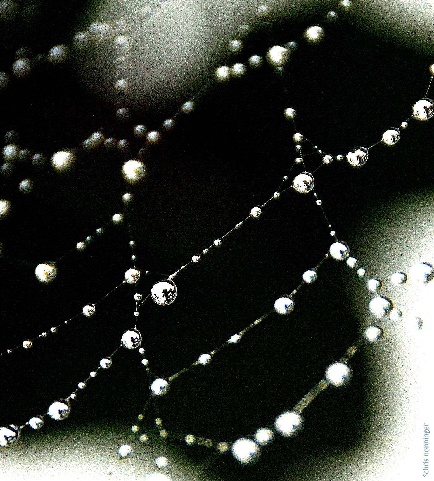 Canon EOS 40D sample photo. Cobweb photography