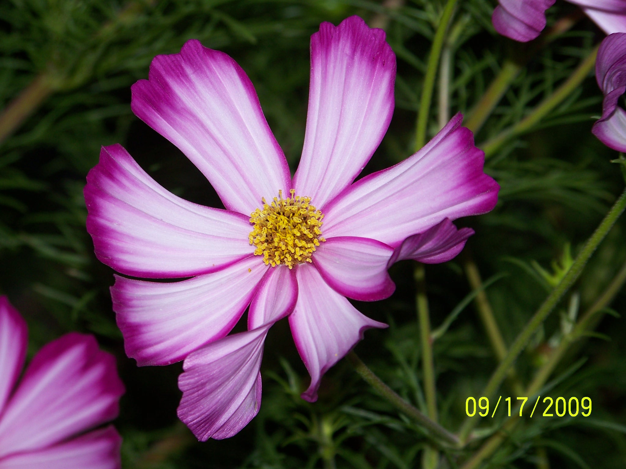 Kodak Z712 IS ZOOM DIGITAL CAMERA sample photo. Purple lief tip curl photography