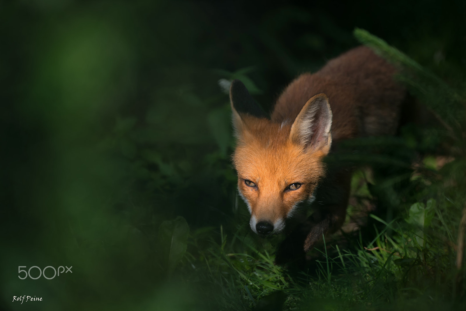 Nikon AF-S Nikkor 500mm F4D ED-IF II sample photo. Jungfuchs pirscht photography