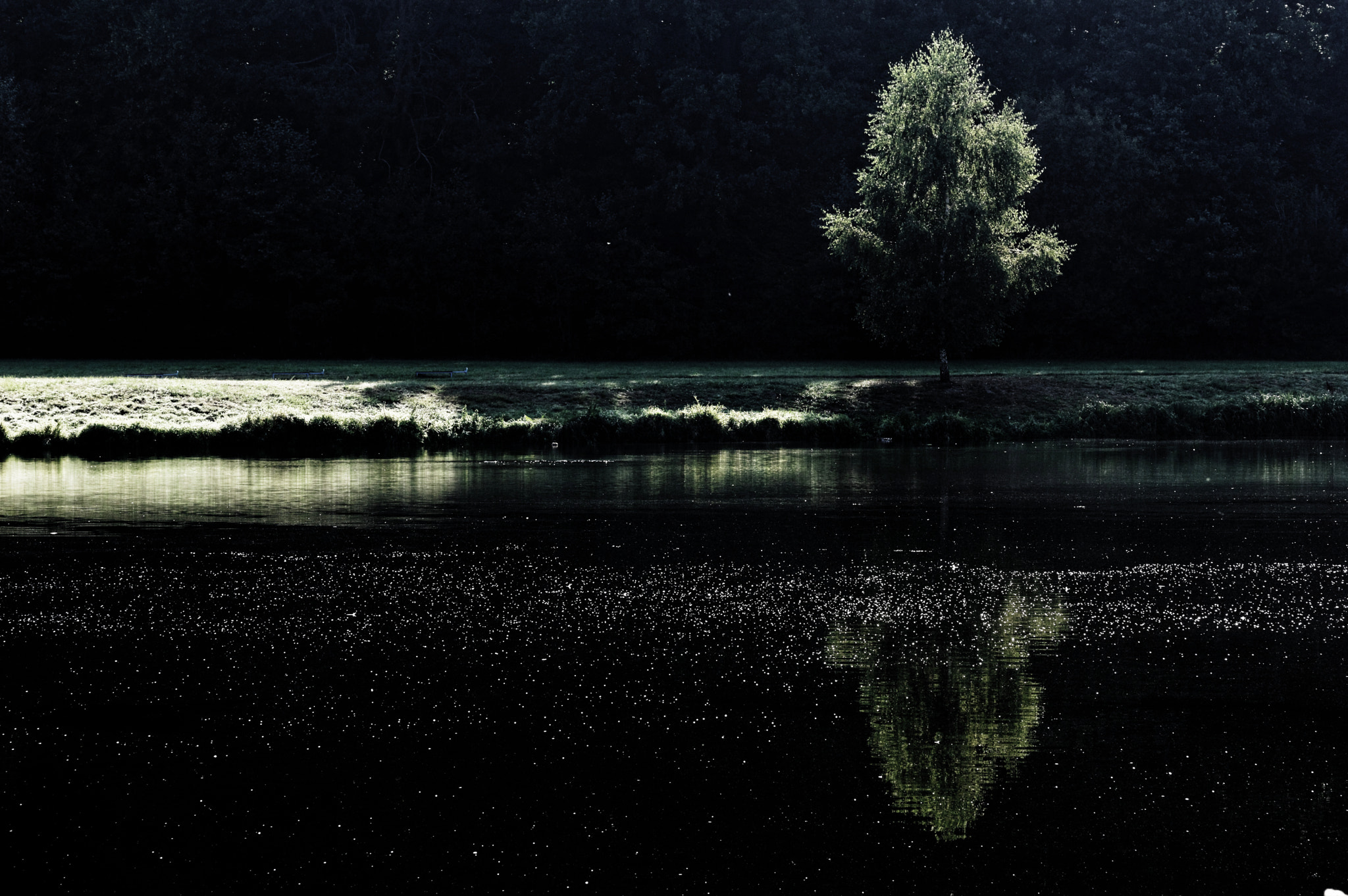 Sigma 105mm F2.8 EX DG OS HSM sample photo. Tree photography