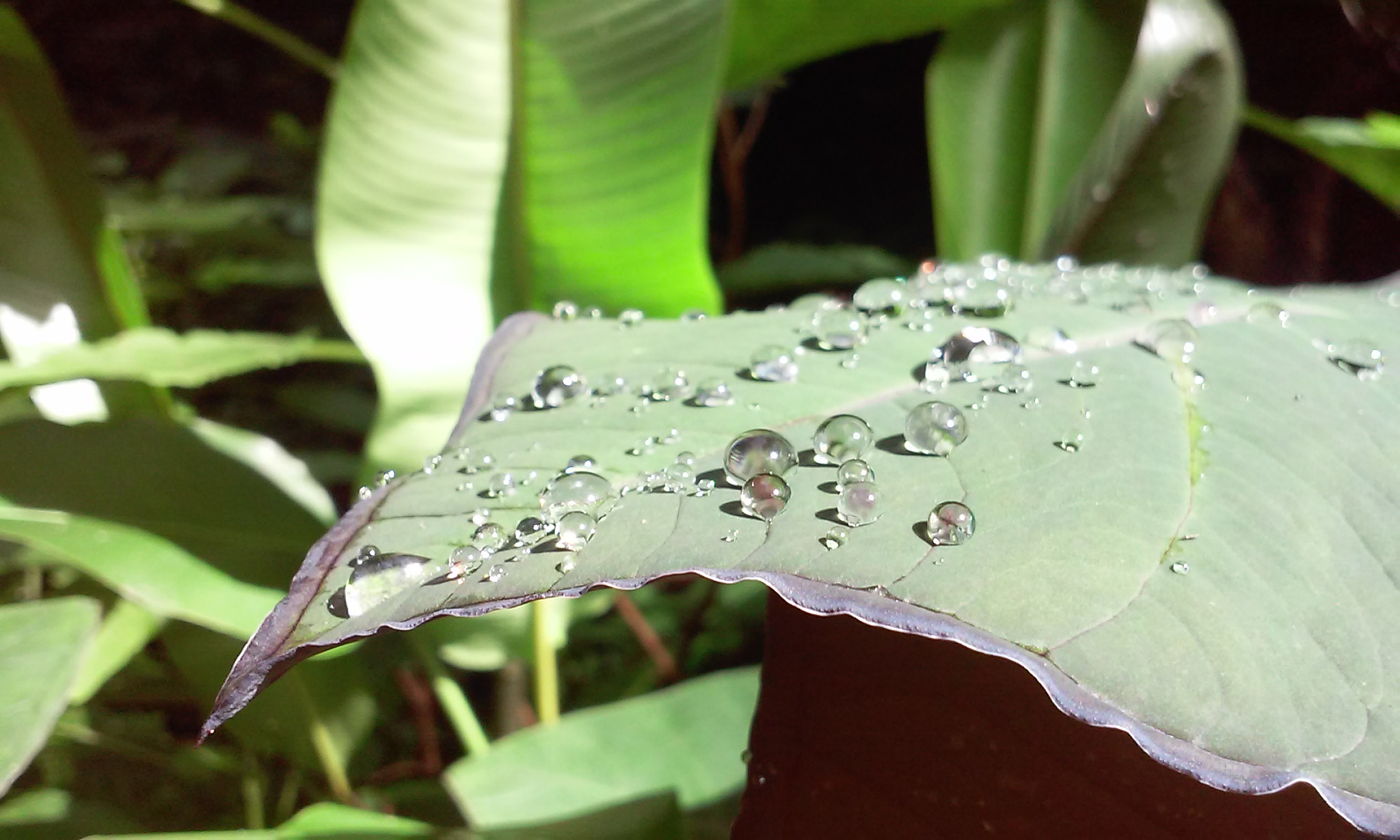 LG L70 sample photo. Morning dew photography