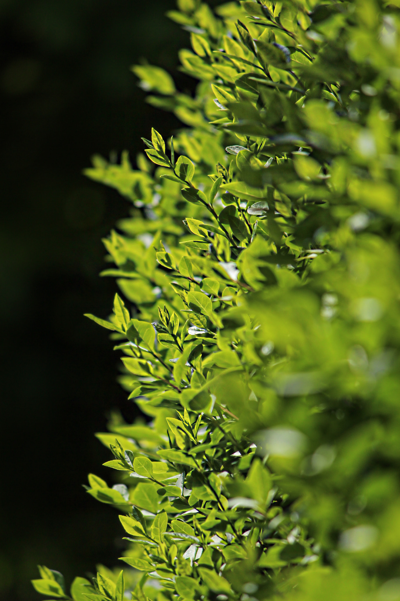 Canon EF-S 55-250mm F4-5.6 IS II sample photo