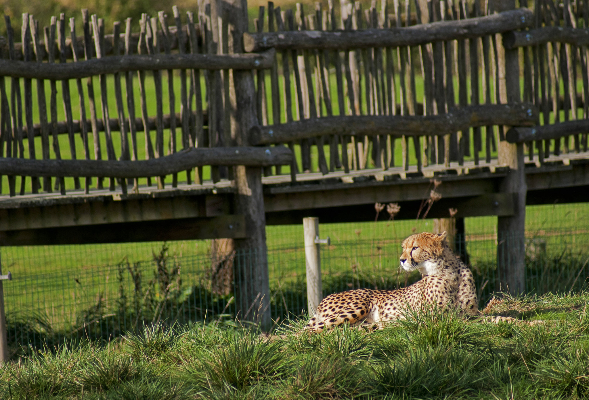 Sony 75-300mm F4.5-5.6 sample photo. Nantes photography