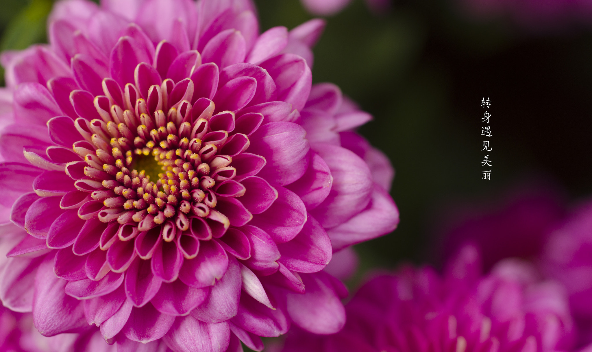 ZEISS Makro-Planar T* 50mm F2 sample photo. Chrysanthemums photography