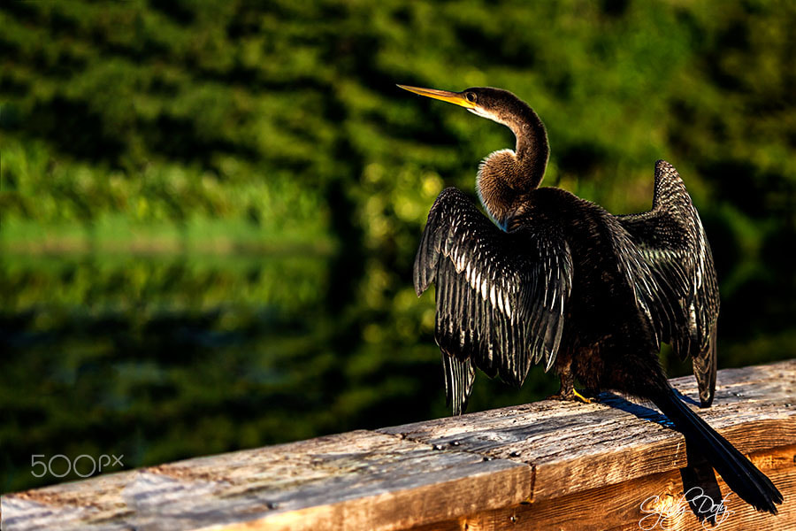 Canon EOS 50D + Canon EF-S 55-250mm F4-5.6 IS sample photo. Gettin' some sun photography