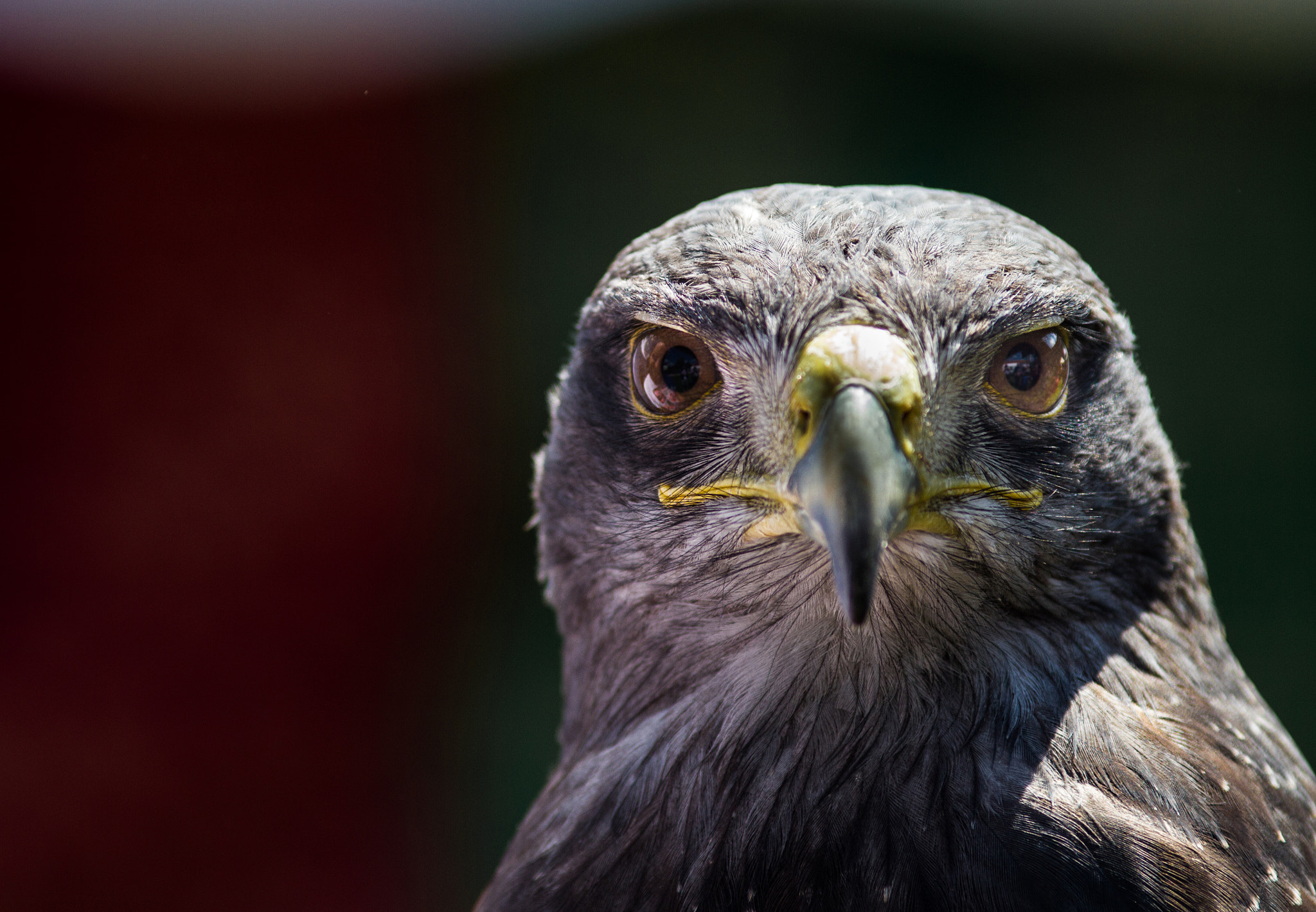 Canon EF 200mm F2.8L II USM sample photo. Wüstenbussard photography