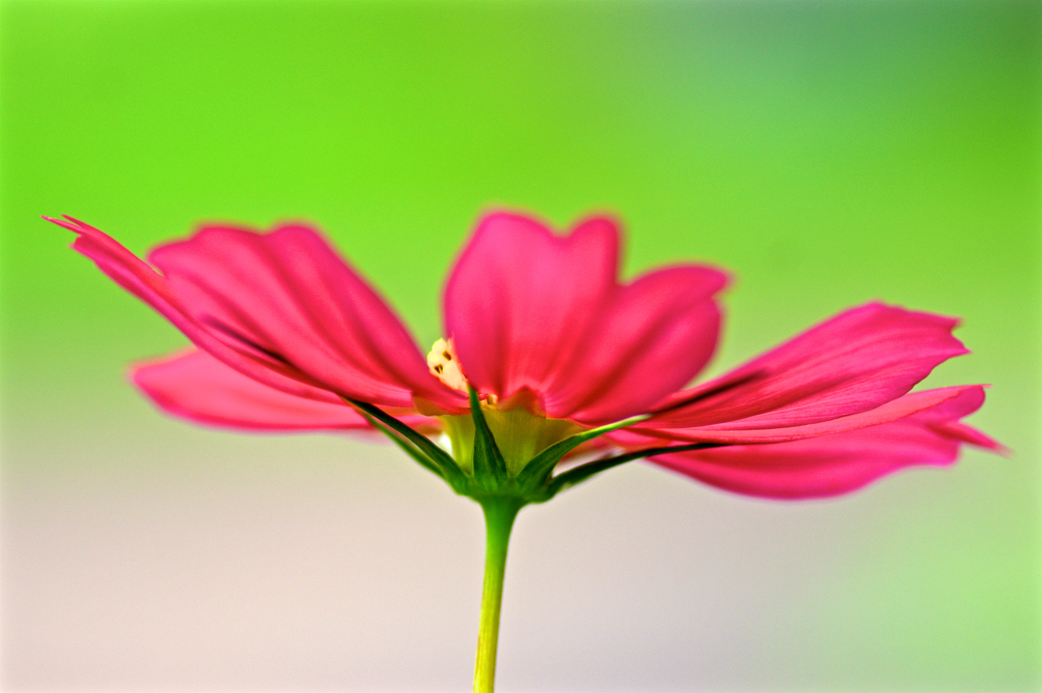 Pentax K-3 + Tamron SP AF 90mm F2.8 Di Macro sample photo. Propeller) photography