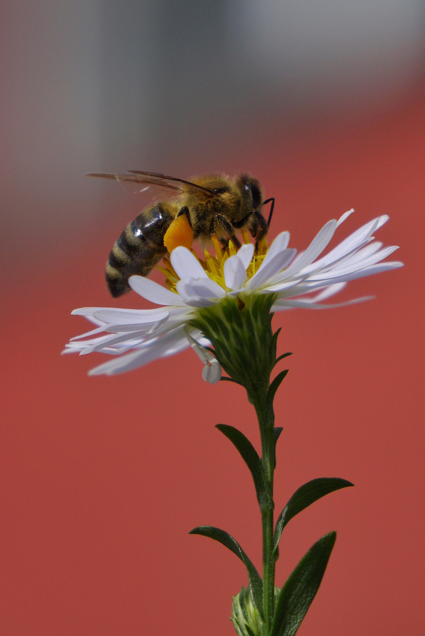 Sony 0-1000mm F0.0 sample photo. Autumn flowers photography