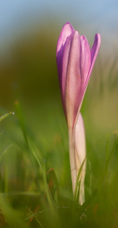 Canon EOS 40D + Canon EF 100mm F2.8L Macro IS USM sample photo. Herbstzeitlose photography
