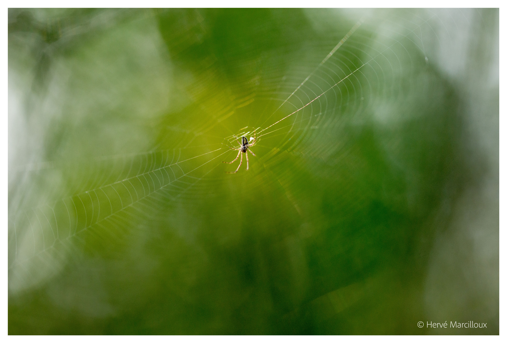 Sony SLT-A77 + 105mm F2.8 sample photo. Spider in the light photography