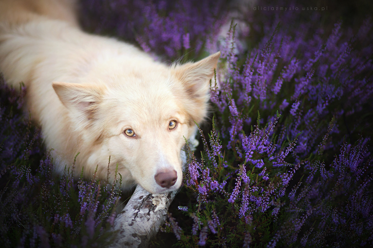 Canon EF 85mm F1.8 USM sample photo. Angel heart photography
