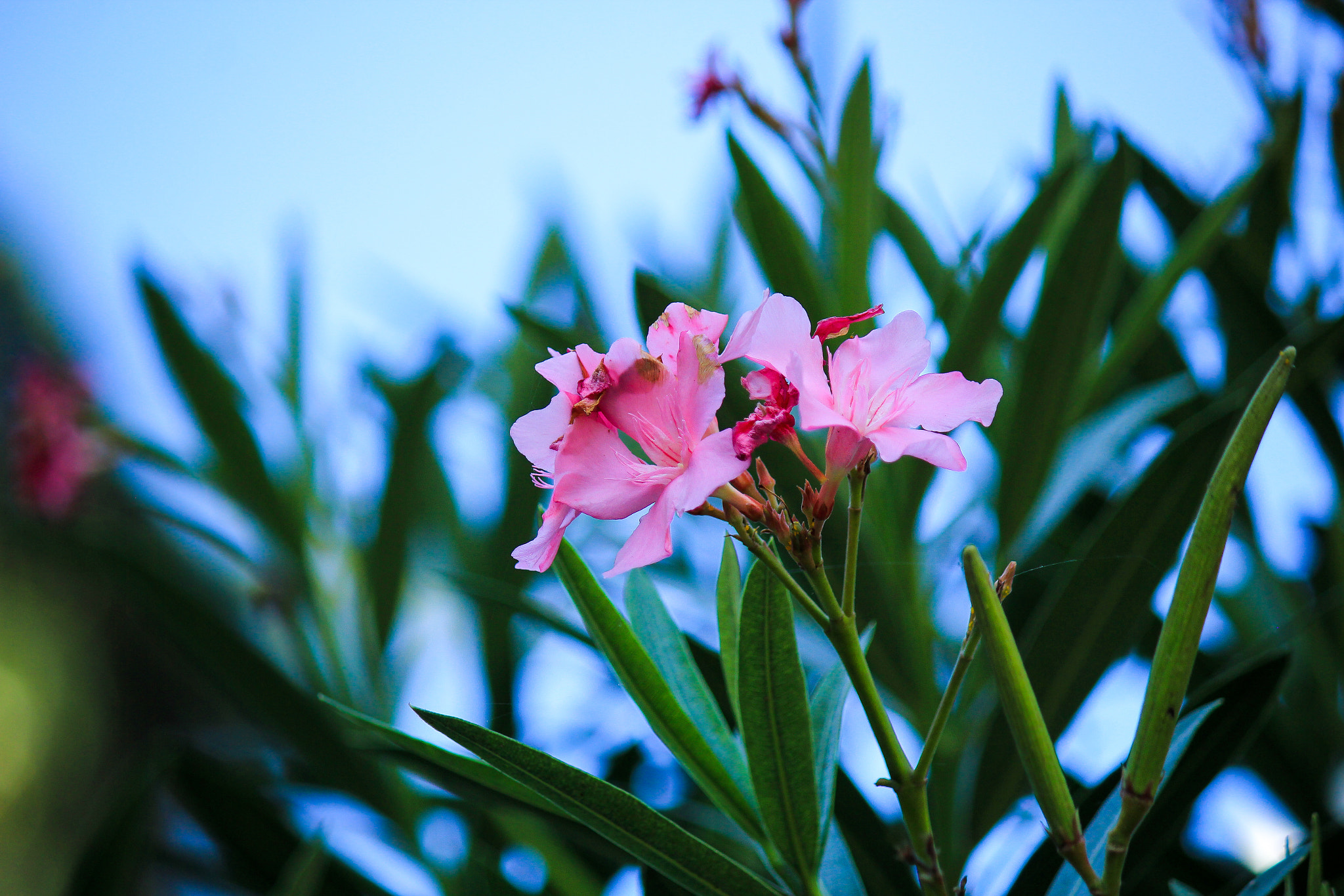 Canon EOS 550D (EOS Rebel T2i / EOS Kiss X4) sample photo. *** photography