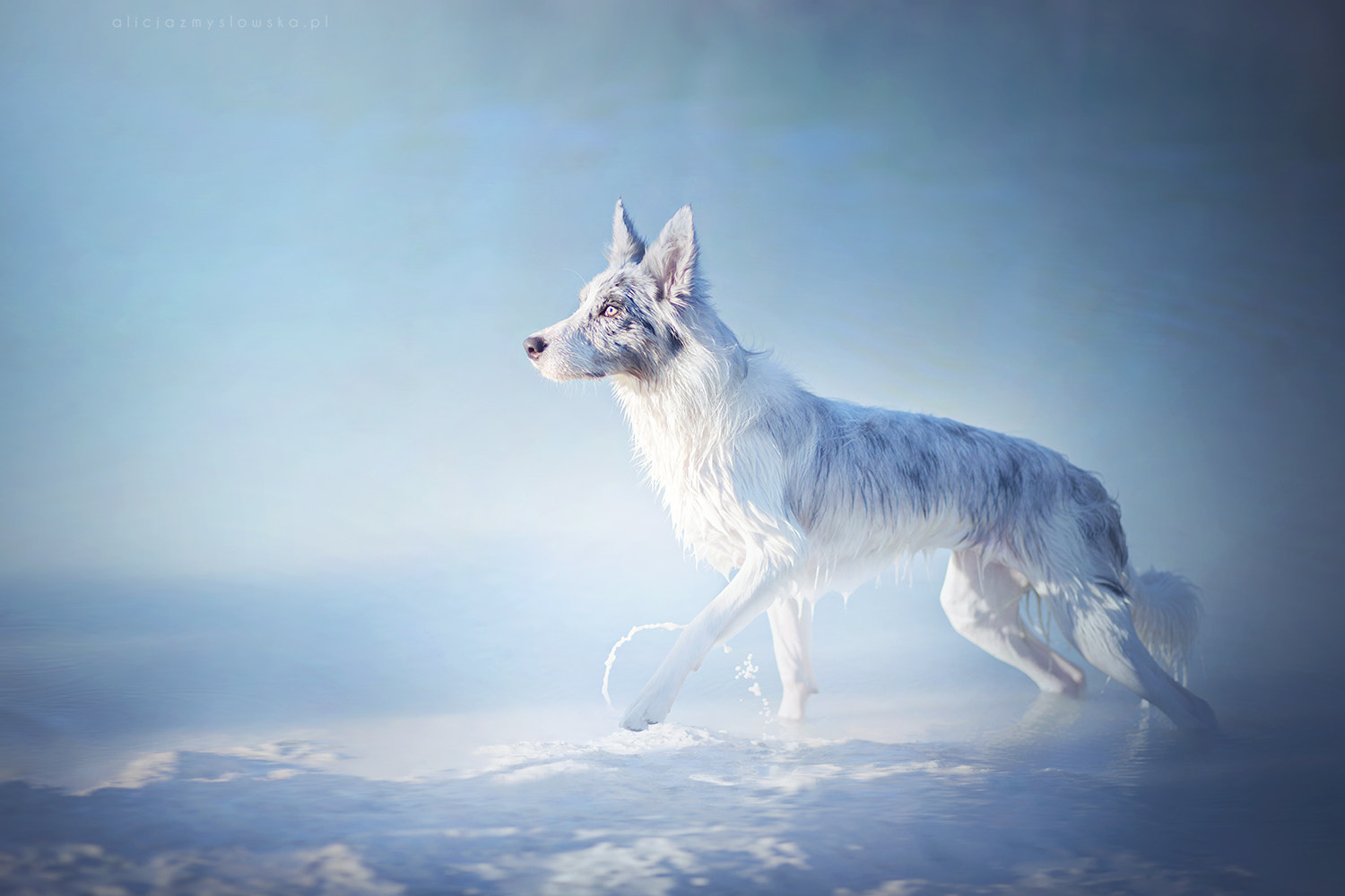 Canon EF 85mm F1.8 USM sample photo. Ice photography