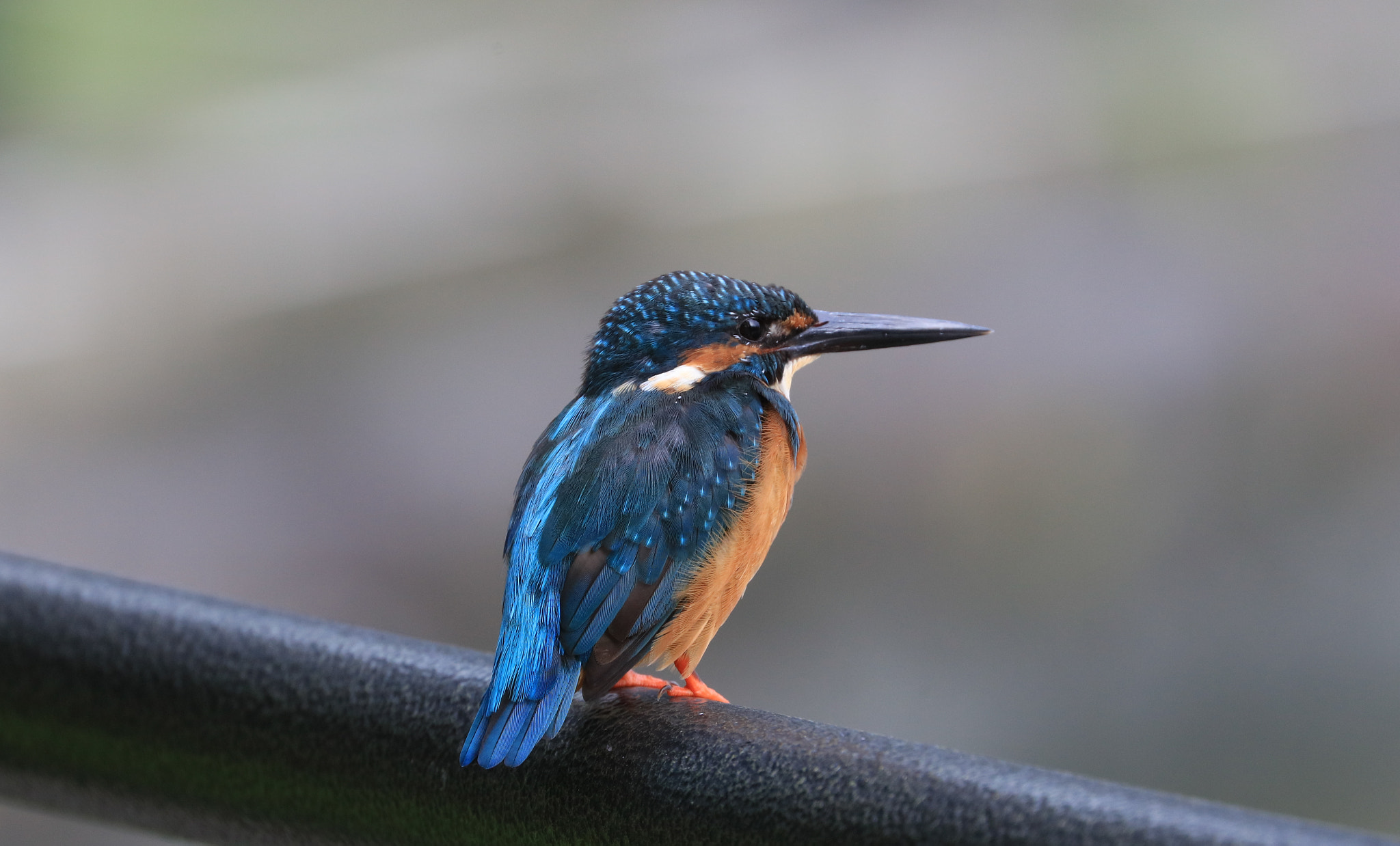 Canon EOS 5DS sample photo. Kingfisher photography
