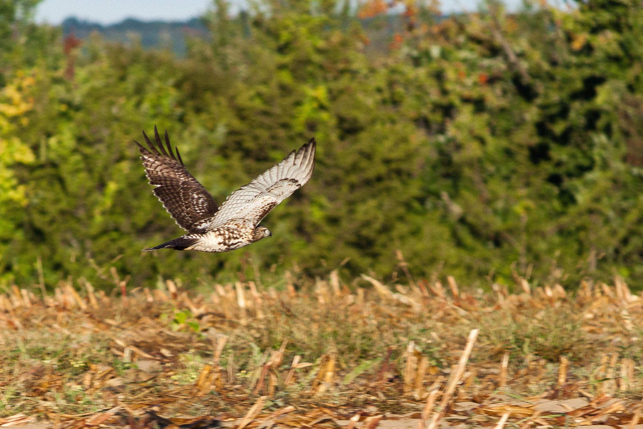 Canon EF-S 55-250mm F4-5.6 IS sample photo. Hawk in flight photography