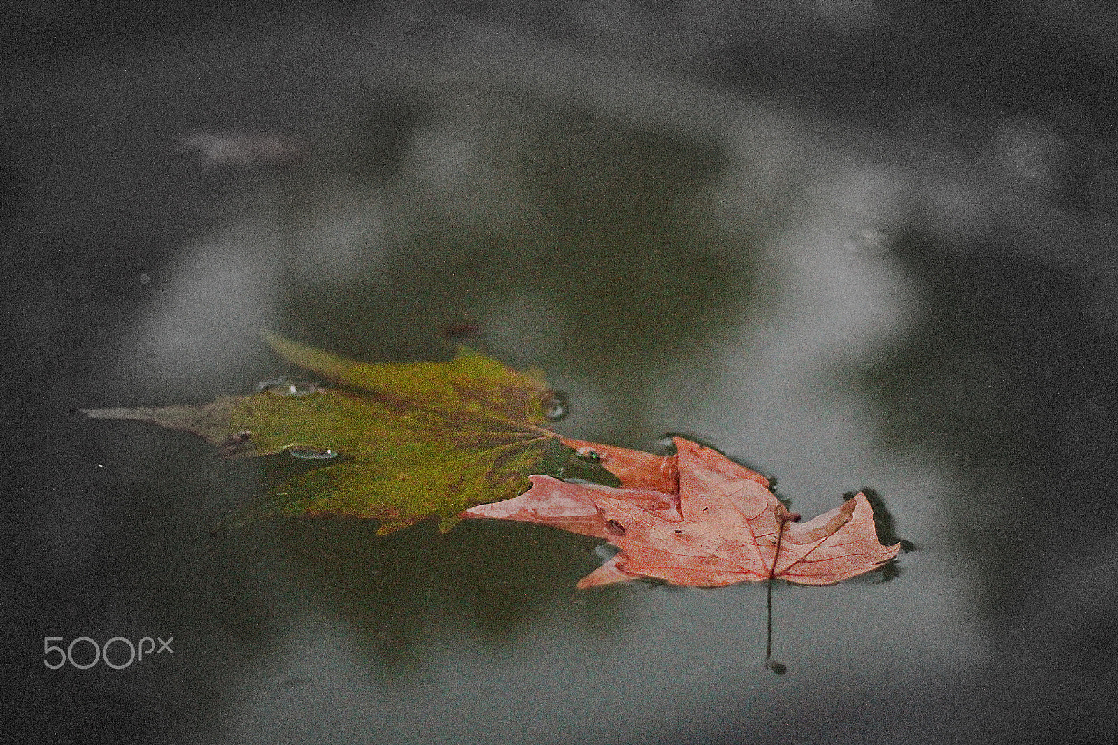 Canon EOS 1300D (EOS Rebel T6 / EOS Kiss X80) + Canon EF 50mm F1.8 II sample photo. Fallen leaves photography