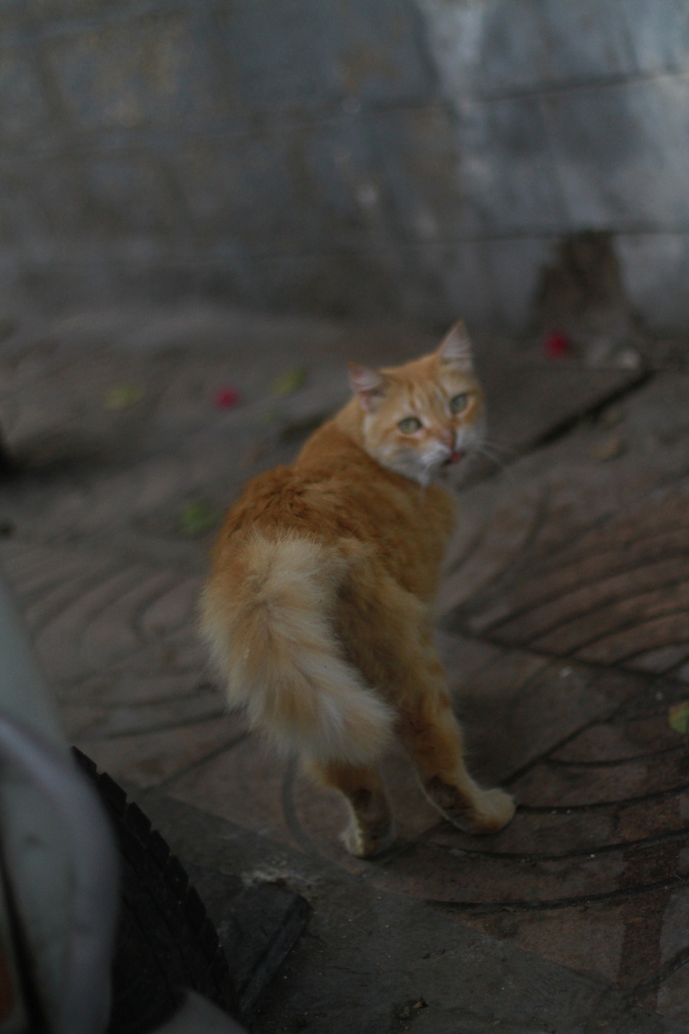 Canon EOS 7D + Canon EF 50mm F1.4 USM sample photo. Chat photography