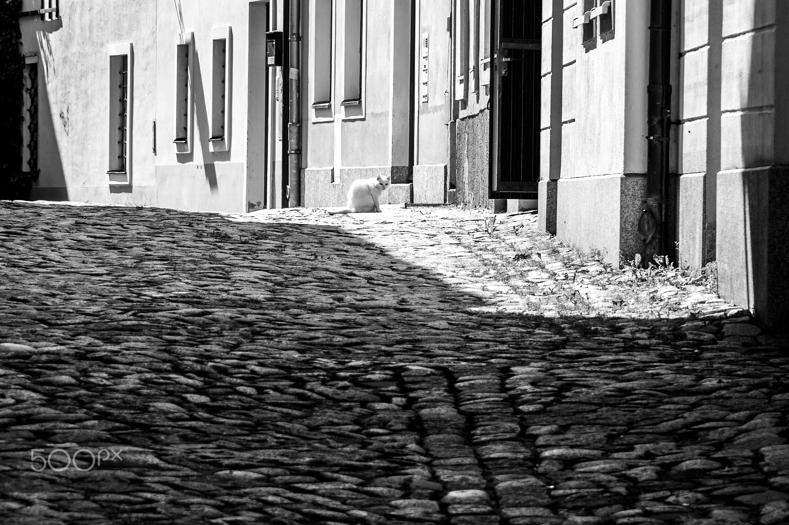 Canon EOS 100D (EOS Rebel SL1 / EOS Kiss X7) sample photo. White cat in the street photography