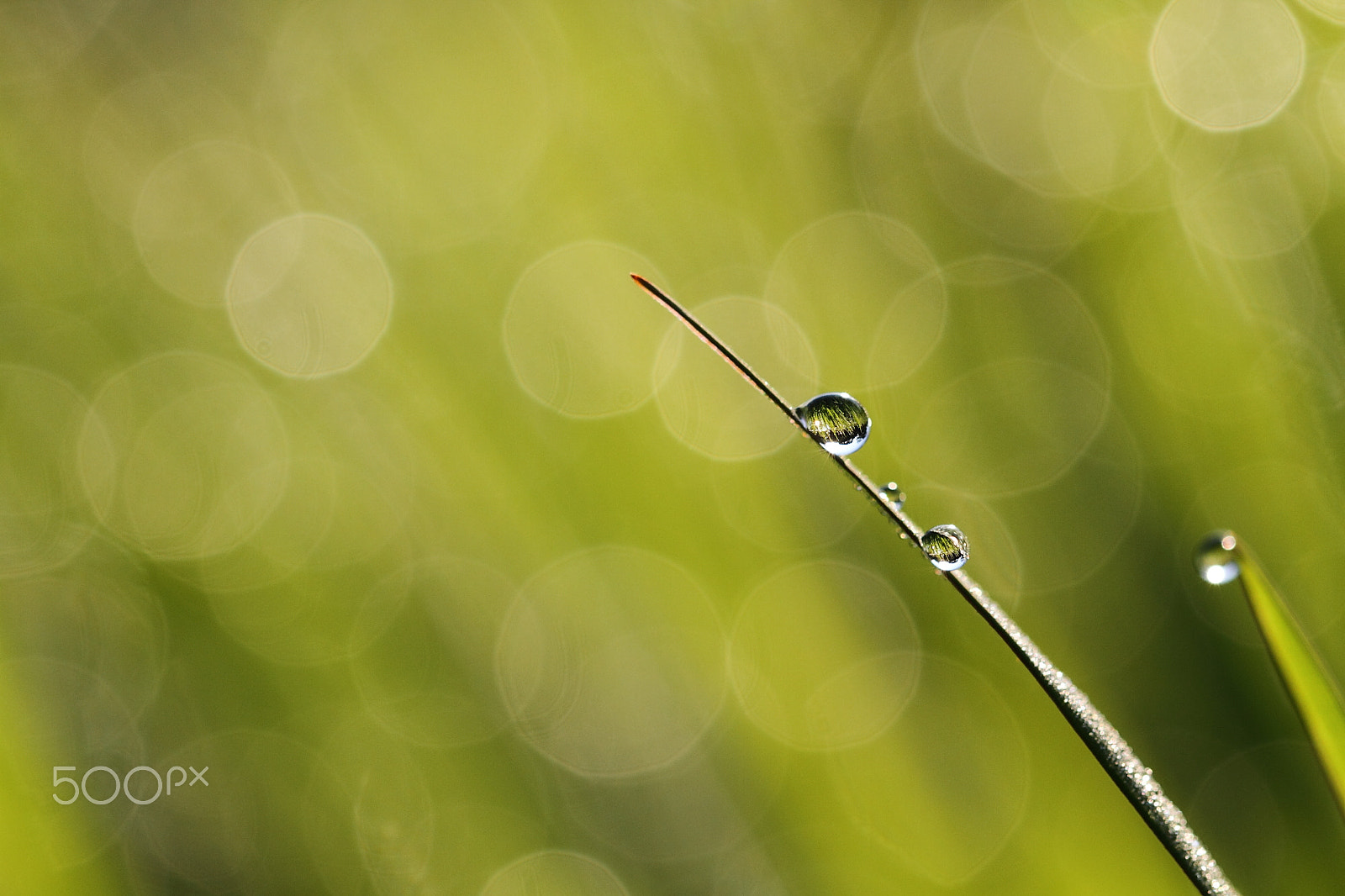 Canon EF 100mm F2.8L Macro IS USM sample photo. Small landscape in drops photography