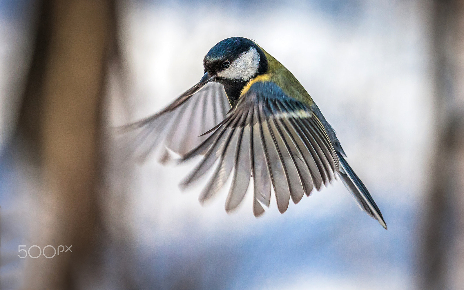 Canon EF 100-400mm F4.5-5.6L IS USM sample photo. I can fly! (great tit) photography