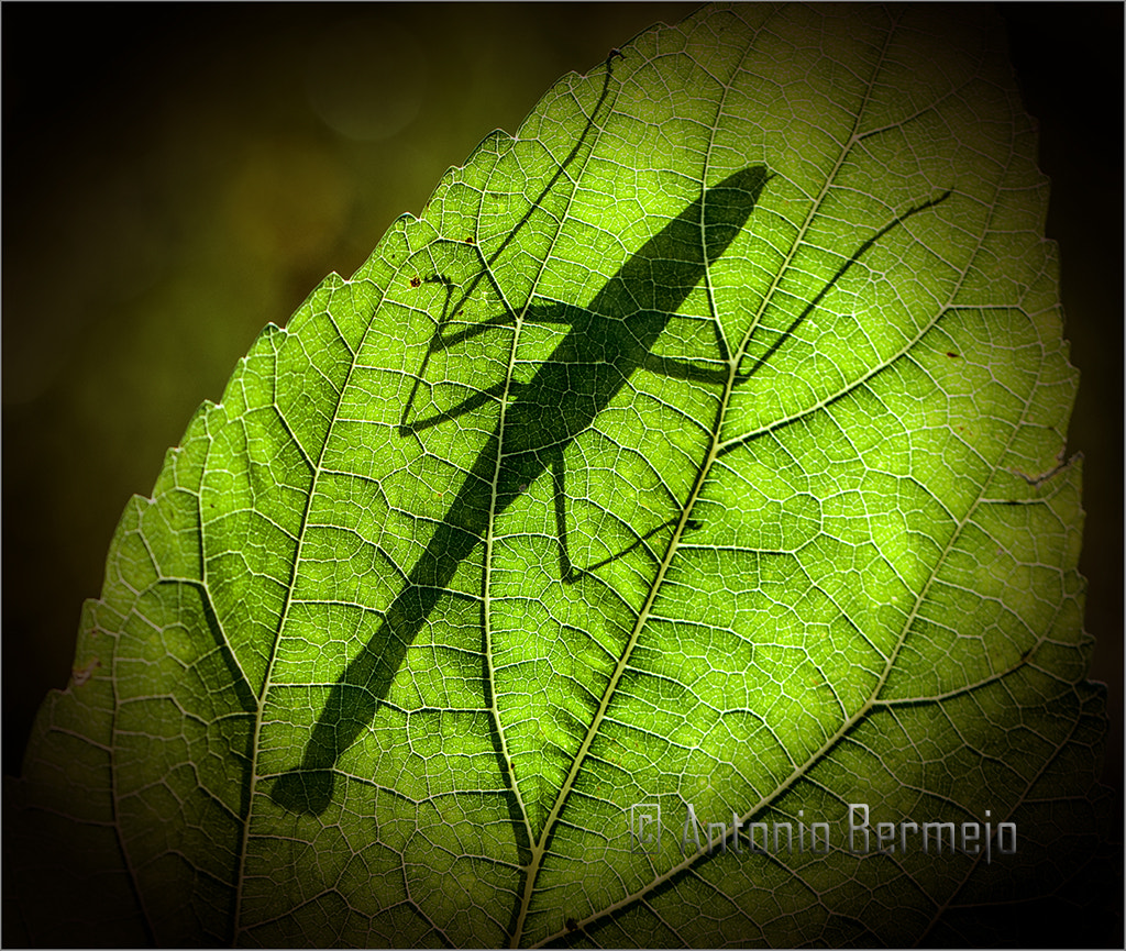 Nikon D90 sample photo. Sombra de mantis photography