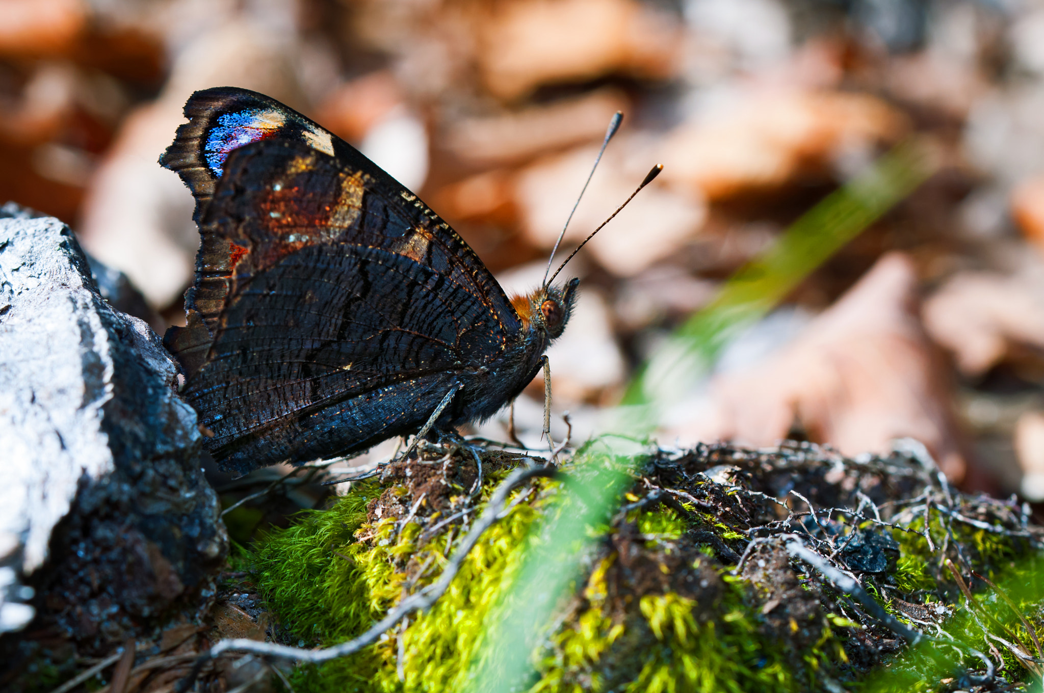 Nikon D300 sample photo. Nature photography