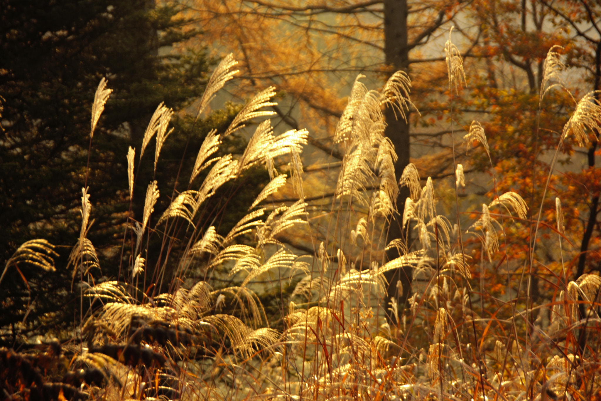 Canon EOS 40D sample photo. Bathed in the morning sun photography