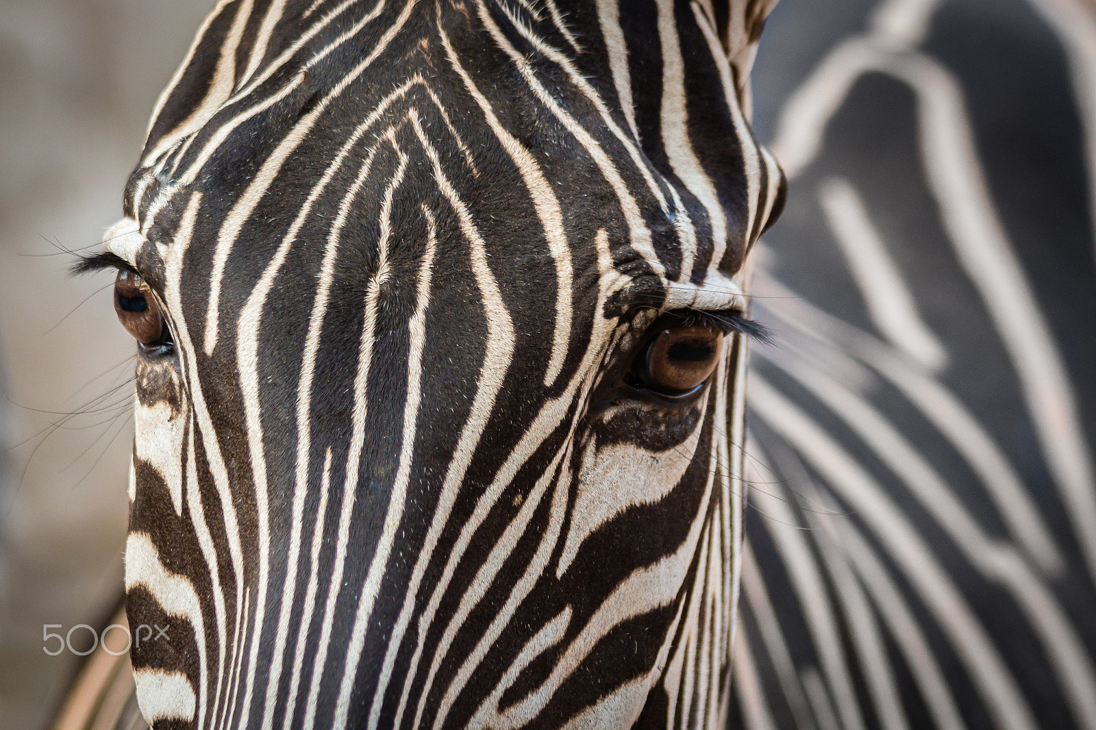 Canon EOS 650D (EOS Rebel T4i / EOS Kiss X6i) sample photo. Zebra eyes photography