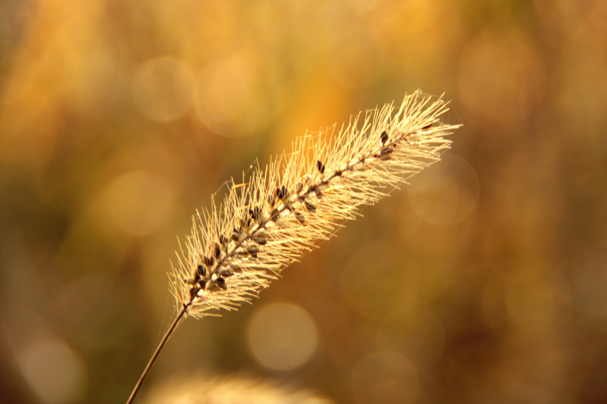 Canon EOS 40D sample photo. Bathed in the morning sun photography