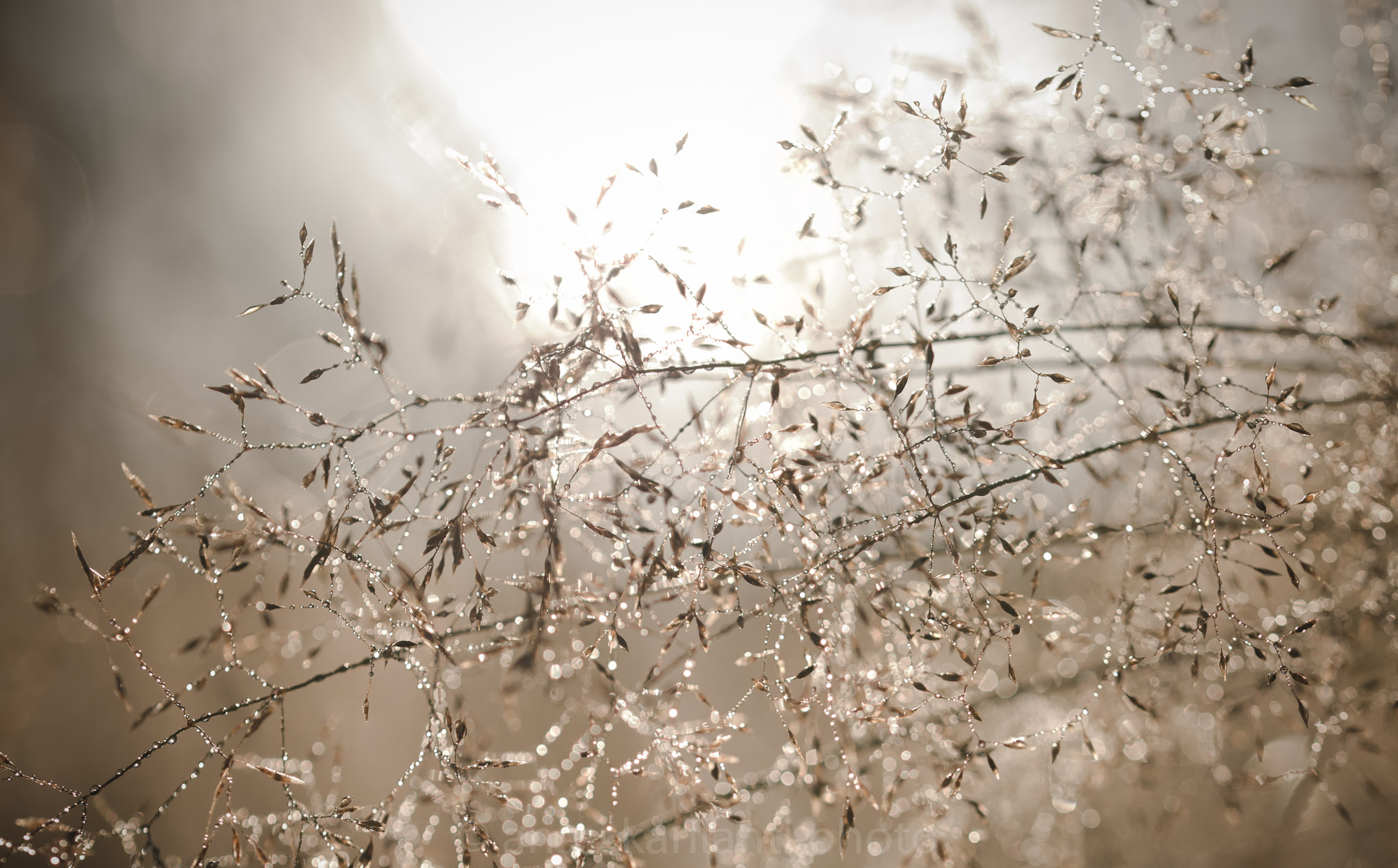 Sigma 105mm F2.8 EX DG OS HSM sample photo. Moist grass photography