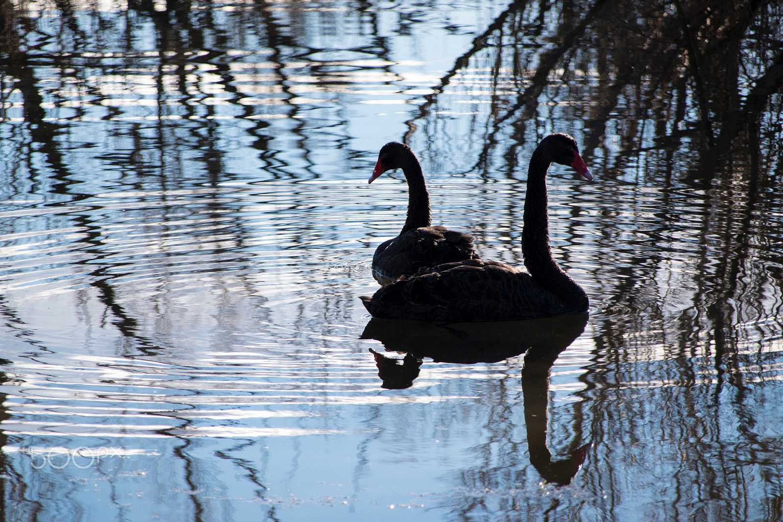 Sigma 28-300mm F3.5-6.3 DG Macro sample photo. Two swans photography