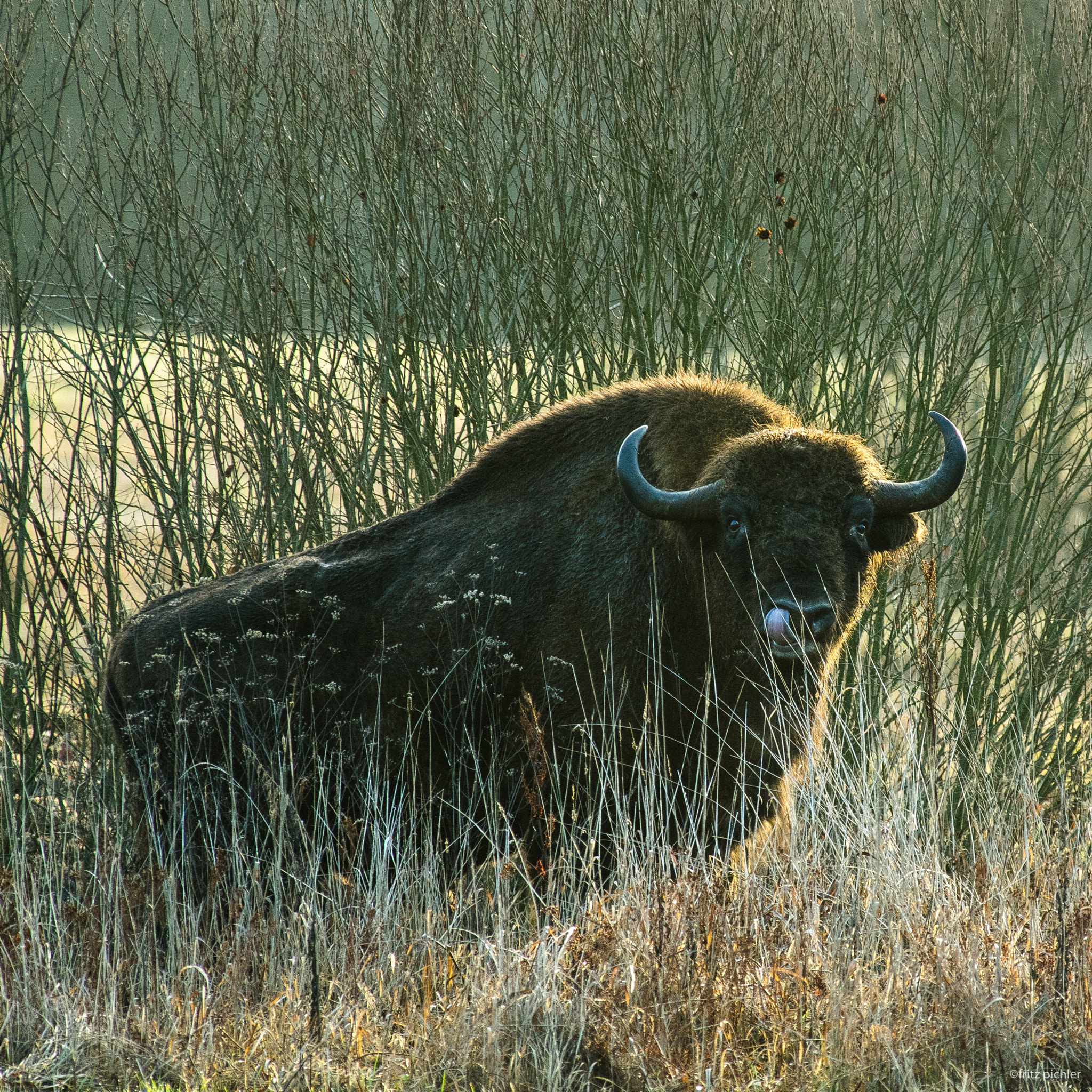 Pentax K-3 sample photo. Bison cleaning his nostrils photography