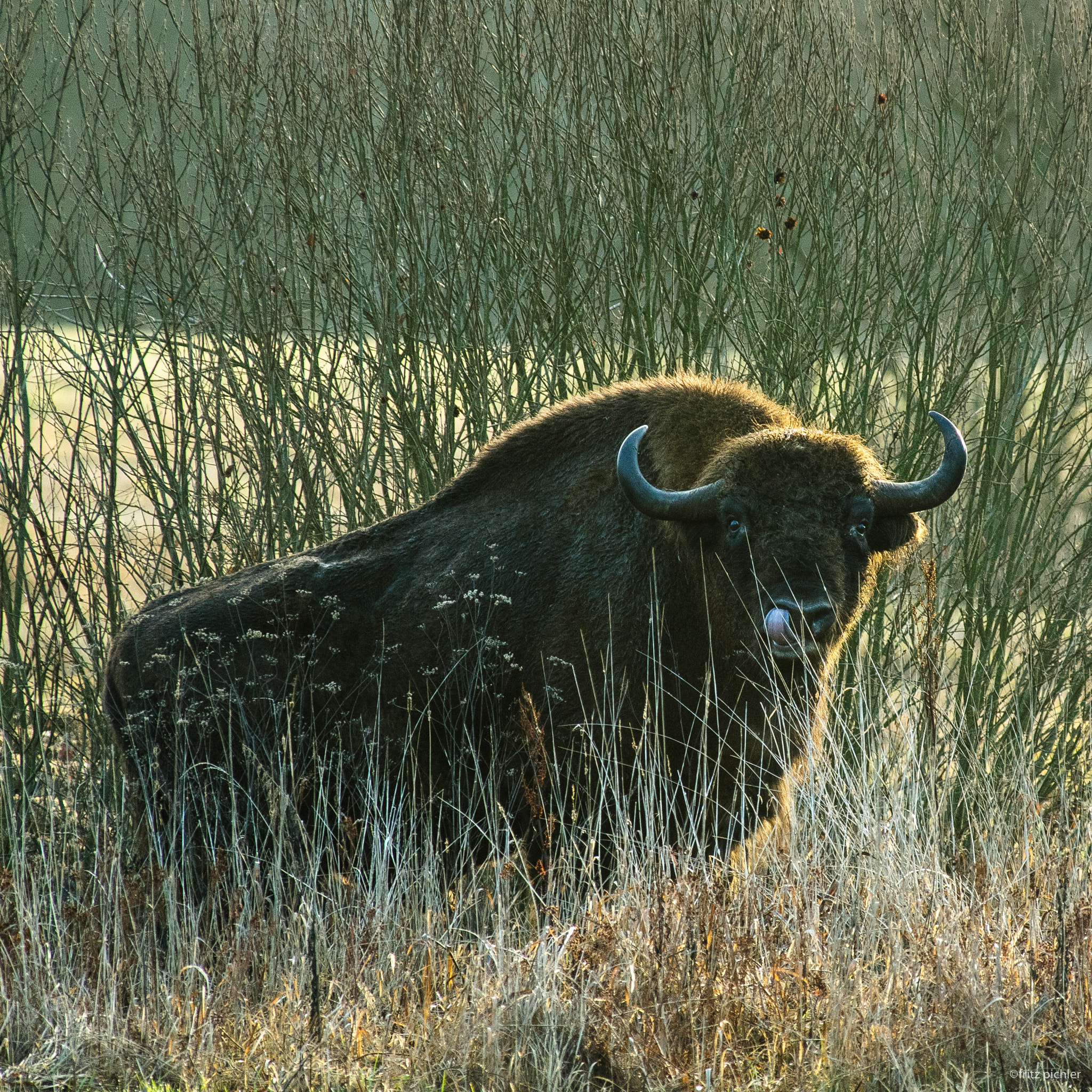 Pentax smc DA* 300mm F4.0 ED (IF) SDM sample photo. Bison cleaning his nostrils photography