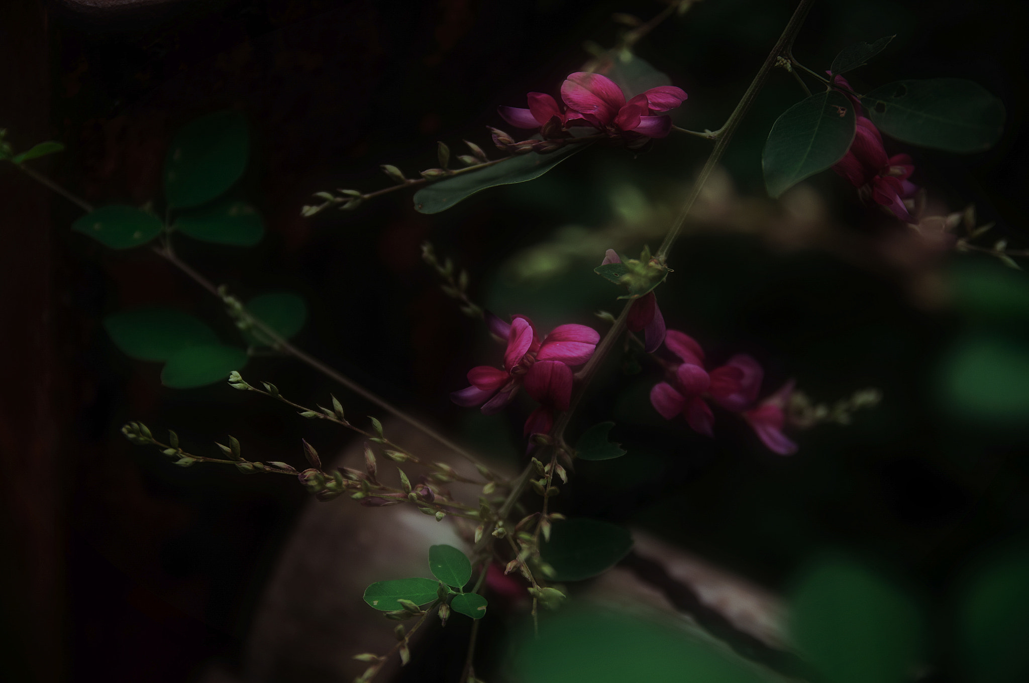 Sigma 18-50mm F2.8 EX DC Macro sample photo. Dsc photography