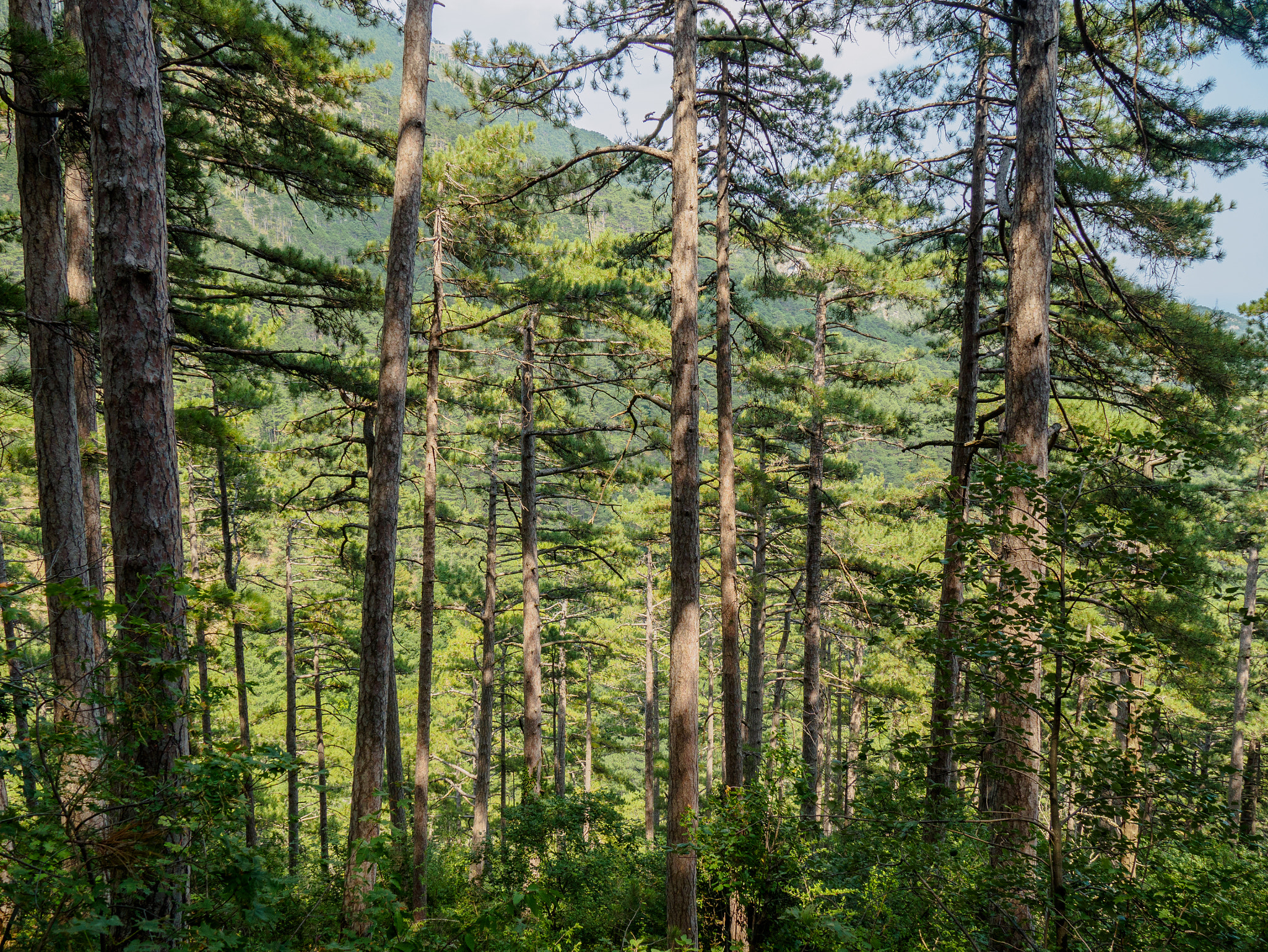 LUMIX G VARIO 14-42/F3.5-5.6 II sample photo. Pine trees photography