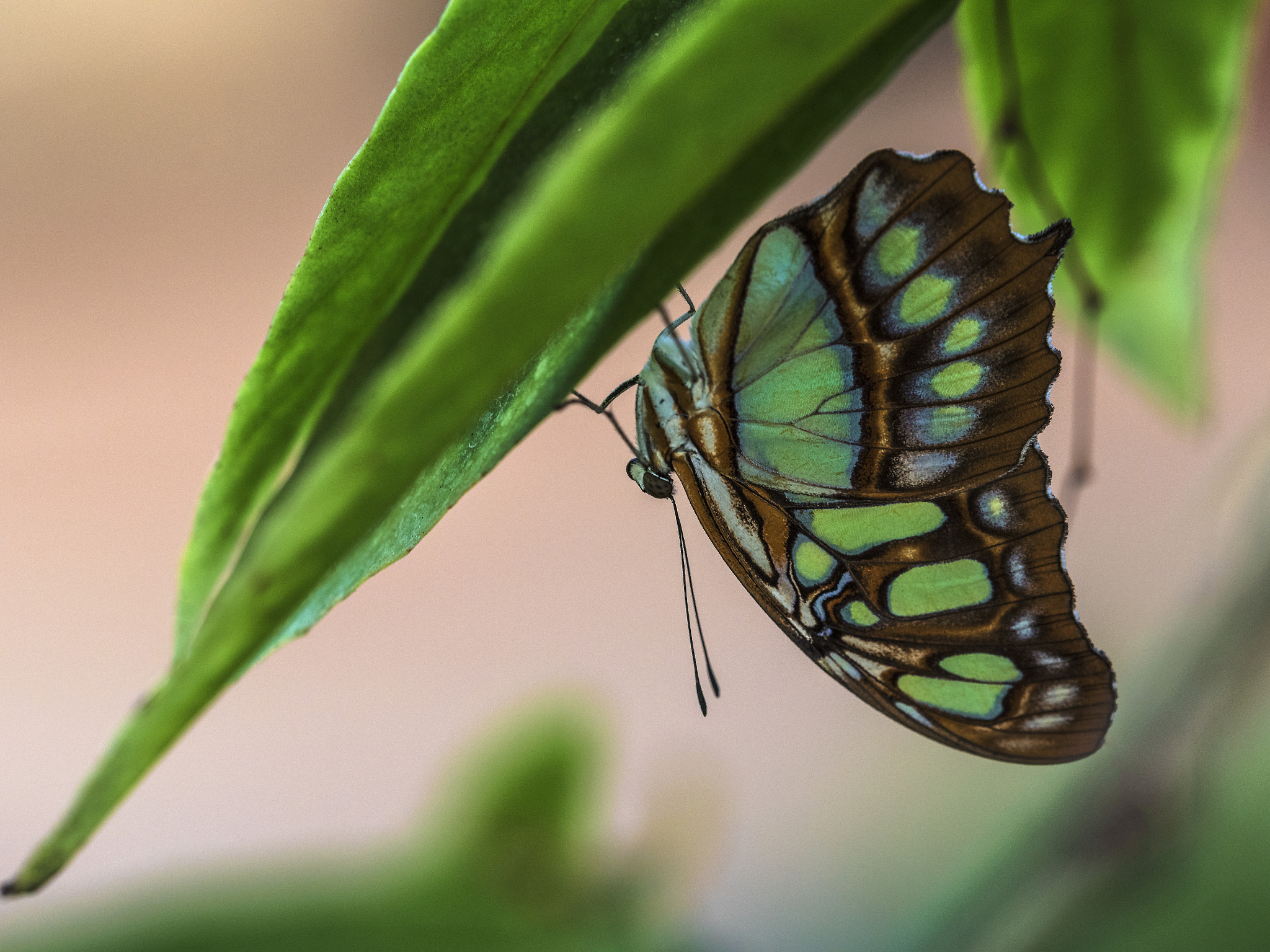 Sigma 150mm F2.8 EX DG OS Macro HSM sample photo. Upside down photography