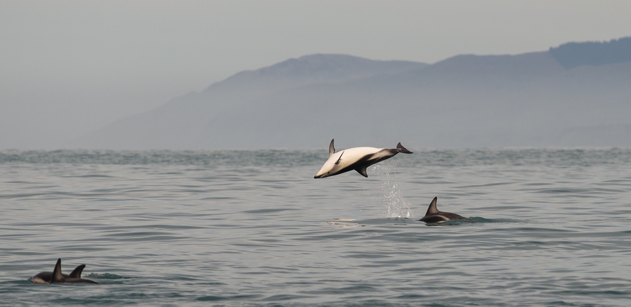 Nikon D600 sample photo. Play time for dusky dolphins photography