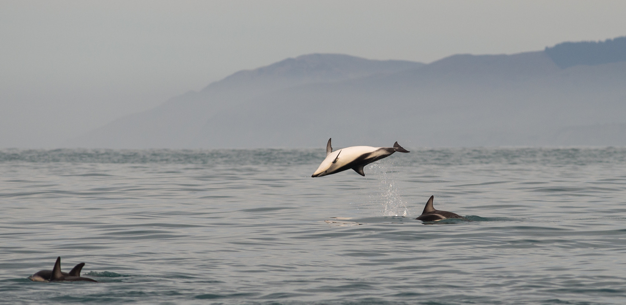 Nikon D600 + Nikon AF-S Nikkor 300mm F4D ED-IF sample photo. Play time for dusky dolphins photography