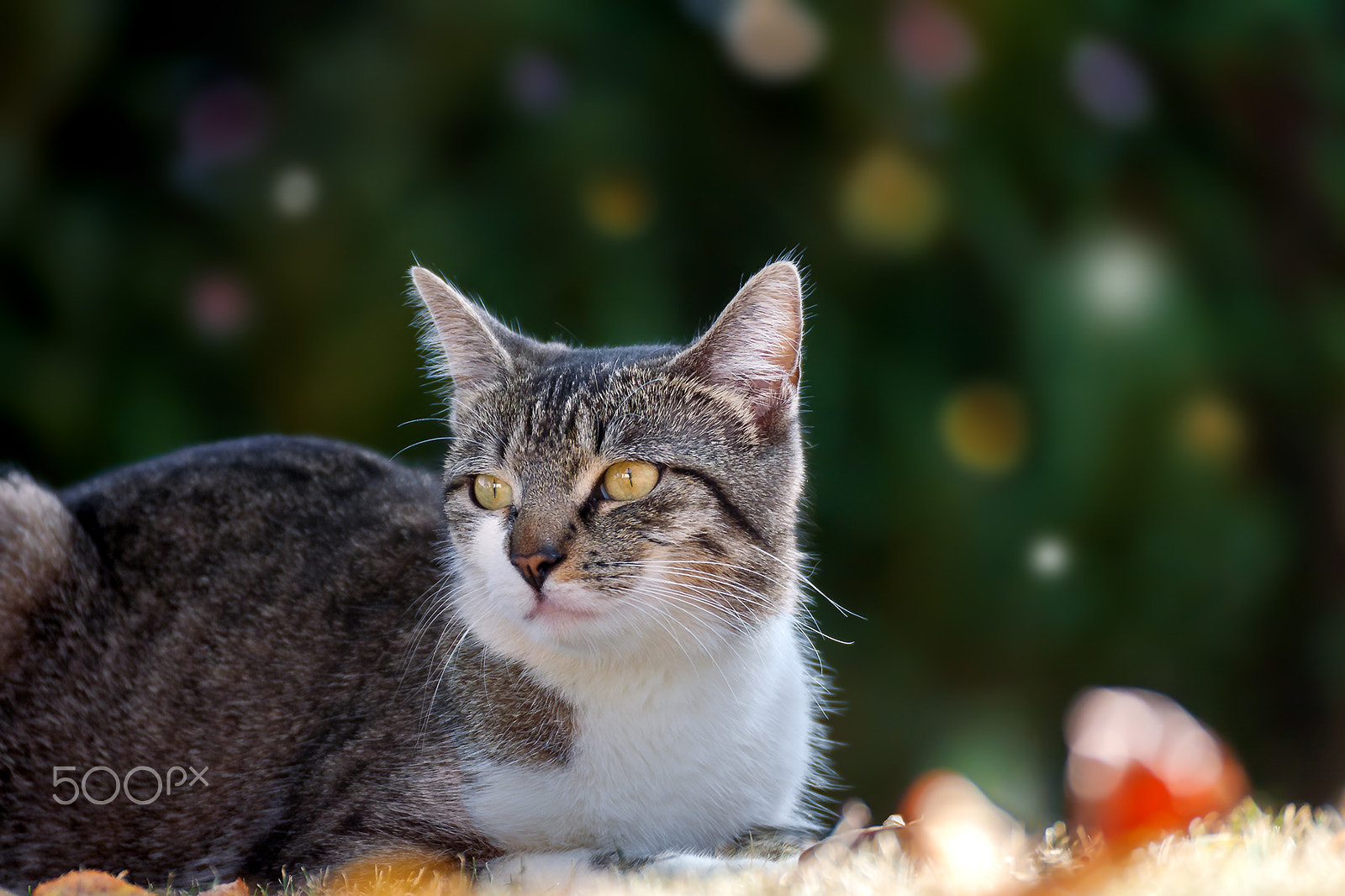 Canon EOS 5D sample photo. Cat portrait mila photography