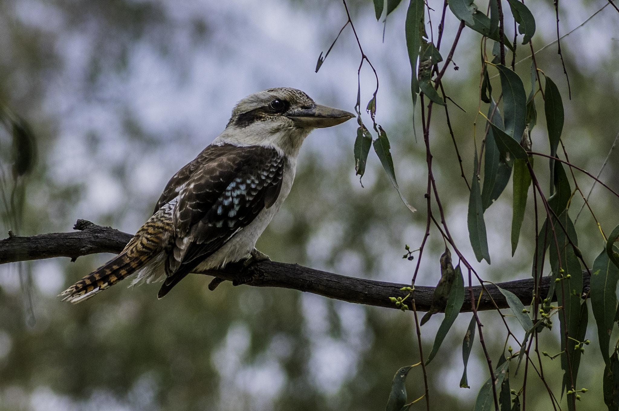 Pentax smc DA* 60-250mm F4.0 ED (IF) SDM sample photo. Kookaburra photography