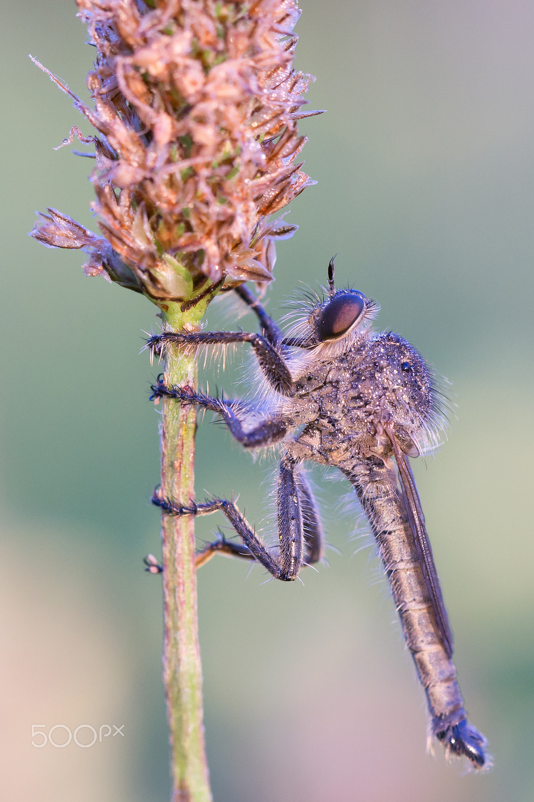 Sony a6000 + Tamron Lens (255) sample photo. Robber fly in glitter dress photography