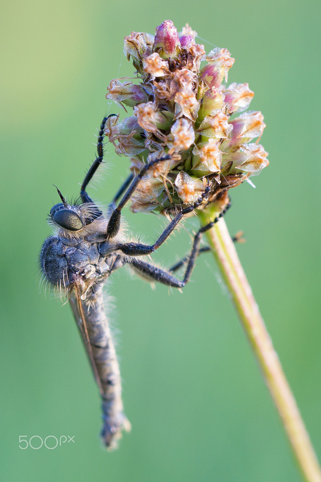 Sony a6000 + Tamron Lens (255) sample photo. Robber fly in glitter dress photography