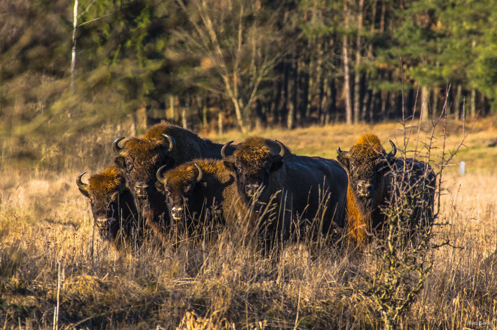 Pentax smc DA* 300mm F4.0 ED (IF) SDM sample photo. Bisons watching the photographer photography