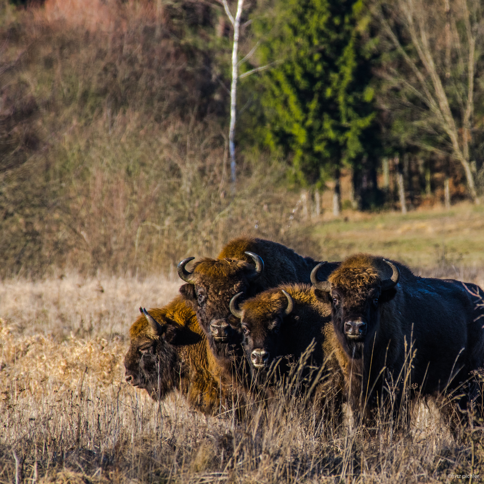 Pentax smc DA* 300mm F4.0 ED (IF) SDM sample photo. Bisons watching the photographer photography