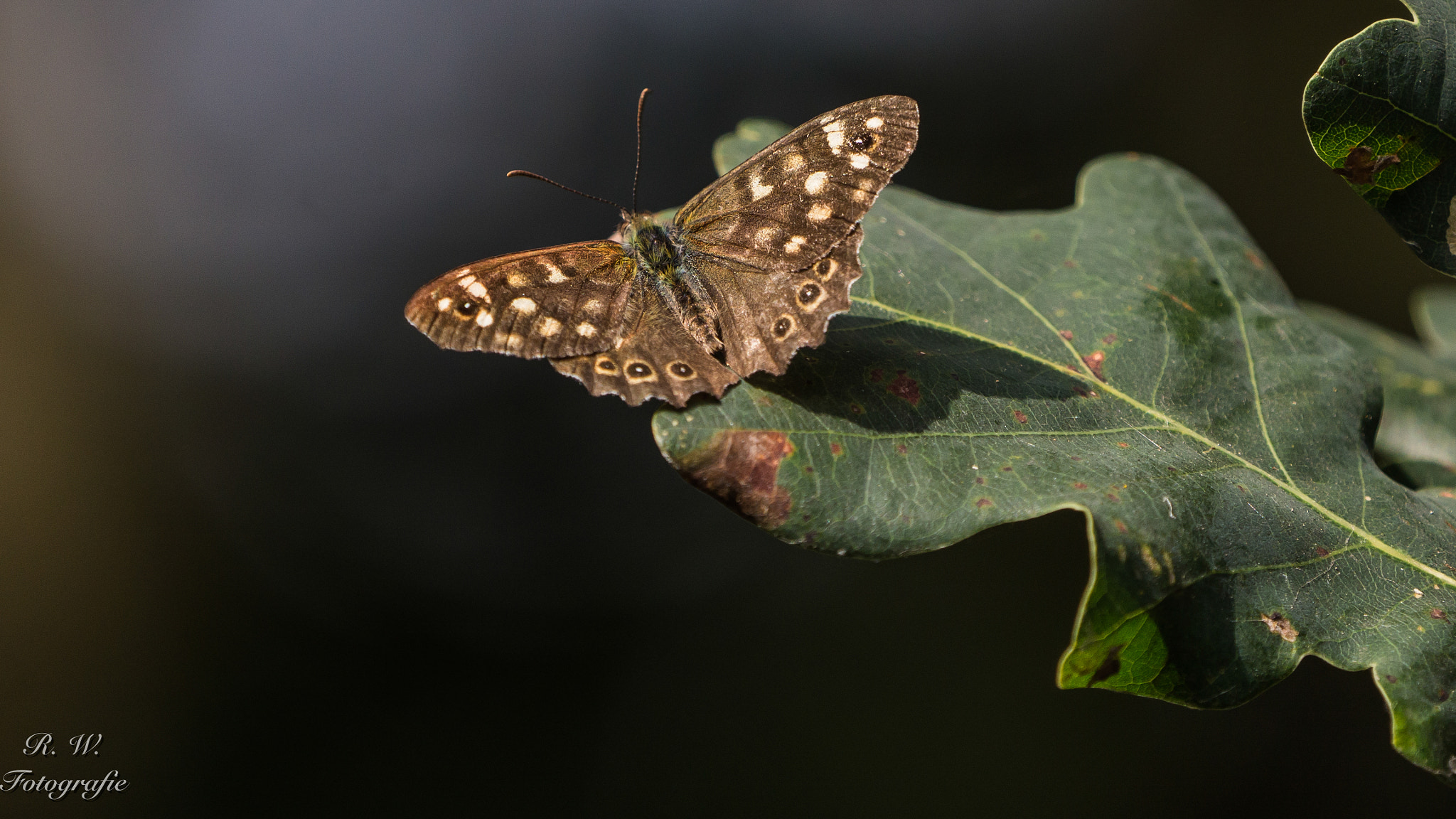 Panasonic Lumix DMC-GH3 + LEICA DG 100-400/F4.0-6.3 sample photo. Butterfly photography