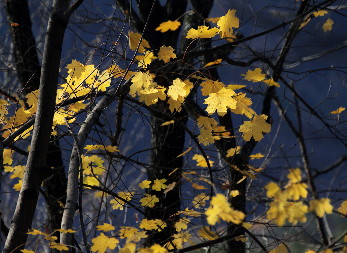 Canon EF 70-300mm F4-5.6L IS USM sample photo. Autumnal photography