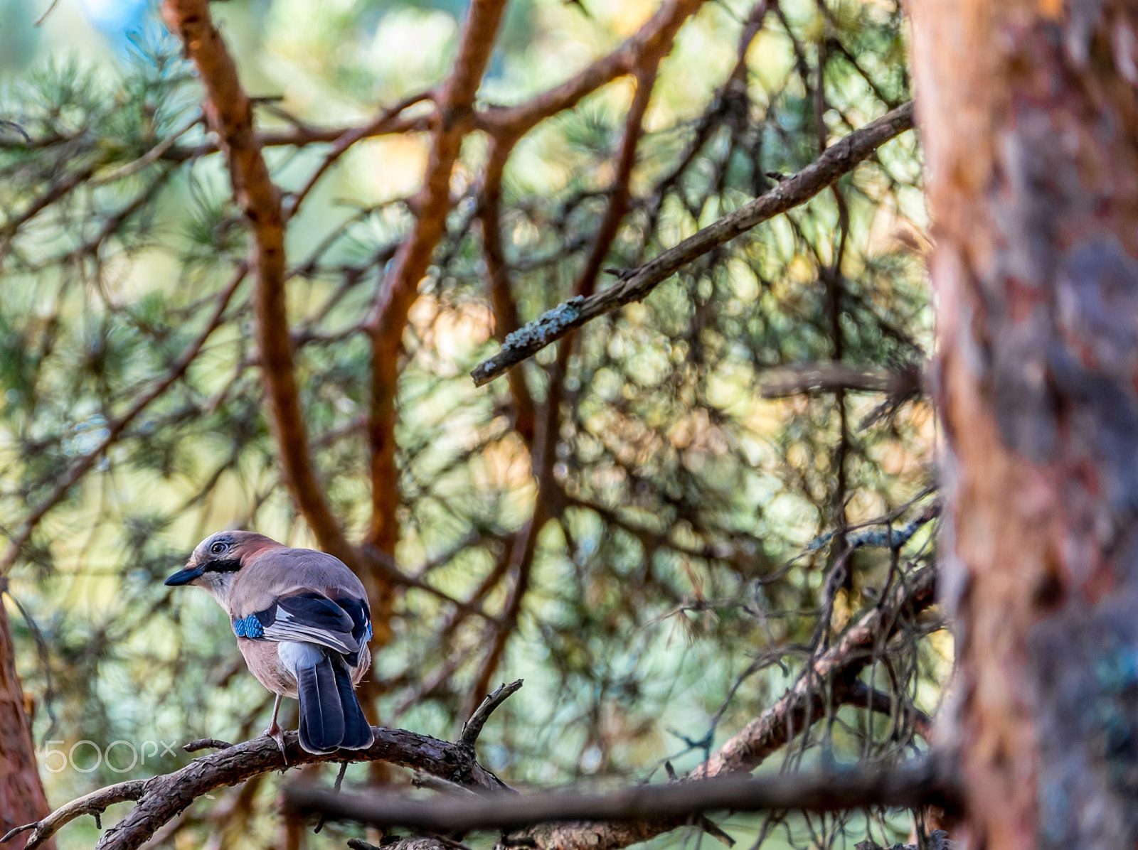 Fujifilm XF 100-400mm F4.5-5.6 R LM OIS WR sample photo. Eurasian jay photography